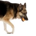 thumbnail image 5 of goDog Silent Squeaker Balls - Dog Toy, 5 of 5