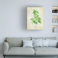 thumbnail image 2 of Trademark Fine Art Rosana Laiz Blursbyai Basil vintage Canvas Wall Art, 2 of 4