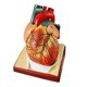 thumbnail image 1 of Modelo Anatómico de Corazón Tamaño Natural 1:1 con 34 Estructuras, 1 of 7