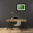 thumbnail image 3 of Horton, Janet 14x11 Black Ornate Wood Framed with Double Matting Museum Art Print Titled - Issaquah-Washington State-USA Lady fern plant in early spring, 3 of 4
