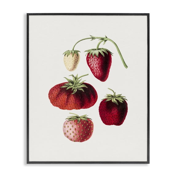 Stupell Industries French Country Natural Berries Study Black Framed Giclee Art, 11 x 14, by Lettered and Lined