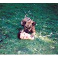 thumbnail image 1 of Joyce Manor Cody [Digipak] CD, 1 of 1