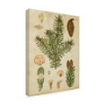 thumbnail image 2 of Trademark Fine Art 'Vintage Conifers III' Canvas Art by Vision Studio, 2 of 4