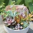 thumbnail image 4 of Element by Altman Plants Succulent Plants 6-Pack - Live Succulents Plants - Full Sun - 3.5-Inch Pots, 4 of 8