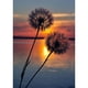thumbnail image 1 of Pintura de diamante (DB5308) Kit de bricolaje Puesta de sol de diente de león Cuadro de arte de diamantes de imitación redondo completo 50x70cm Hugtrwg Para estrenar, 1 of 1