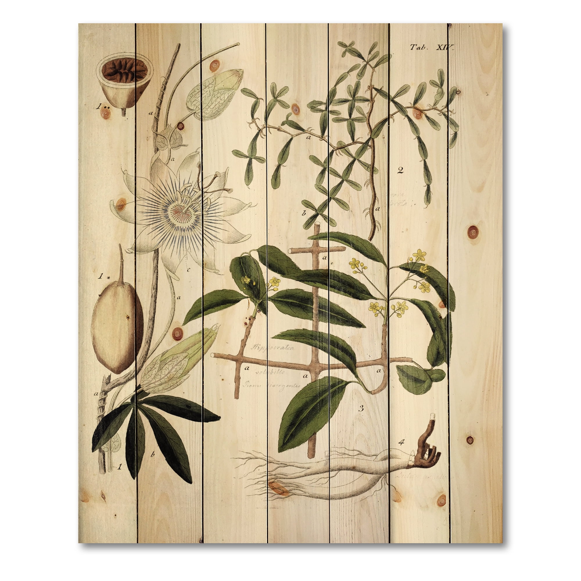Designart 'Ancient Plant Life IV' Farmhouse Print on Natural Pine Wood