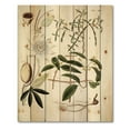 thumbnail image 3 of Designart 'Ancient Plant Life IV' Farmhouse Print on Natural Pine Wood, 3 of 5