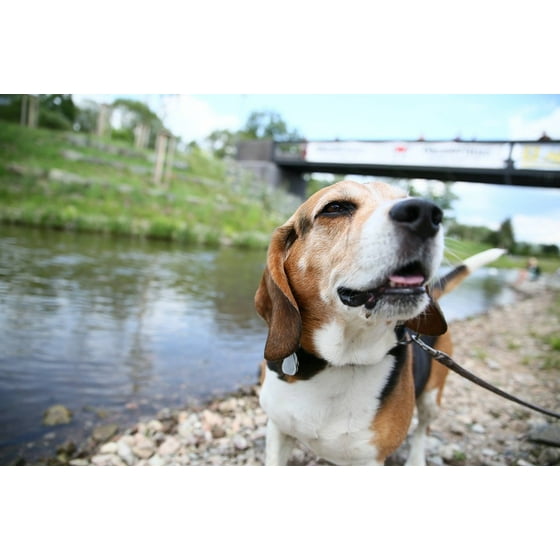 Framed Art For Your Wall Dog River Beagle 10x13 Frame