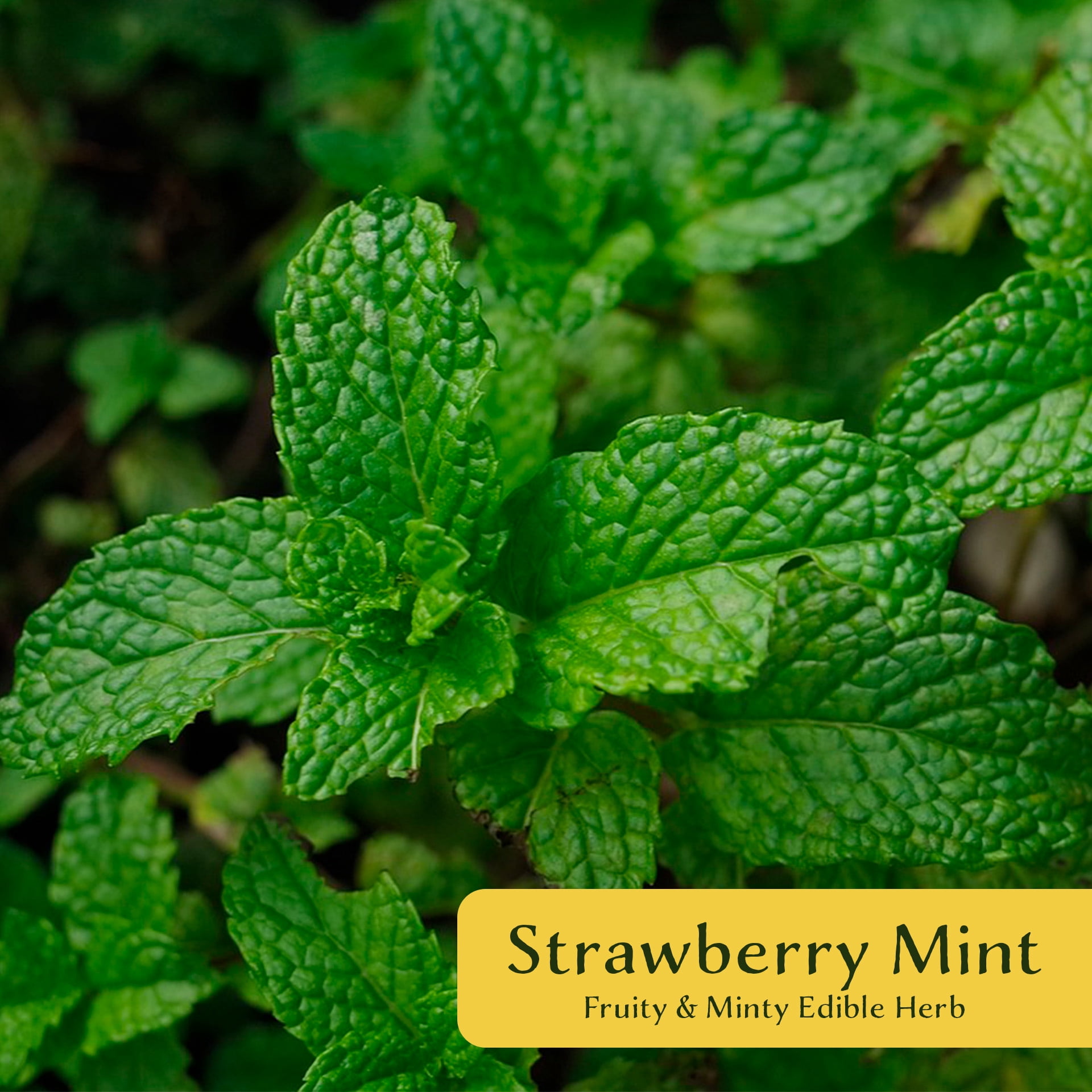Strawberry Mint, 6-Pack, Live Plants in 2.5-inch Nursery Cubes | Mentha × piperita 'Strawberry' | Easy-Care Edible Perennial Herb, Minty-Strawberry Flavor