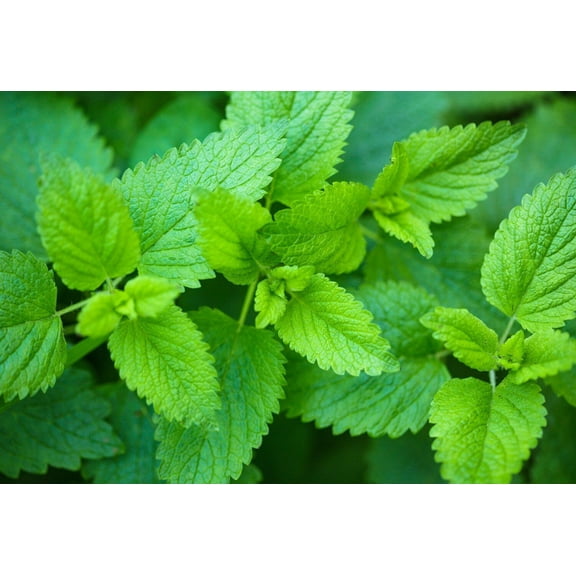 Honest Seed 50  Count Lemon Balm Seeds, Easy to Grow, Non-GMO, Ideal for Indoor & Outdoor Gardening