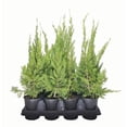 thumbnail image 3 of Hollywood Juniper - Juniperus Chinensis Torulosa - 12 Live Quart Size Trees - Drought Tolerant Cold Hardy Evergreen Plant, 3 of 9
