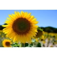 thumbnail image 5 of 25 EBONY & GOLD SUNFLOWER Helianthus Annuus Flower Seeds, 5 of 10