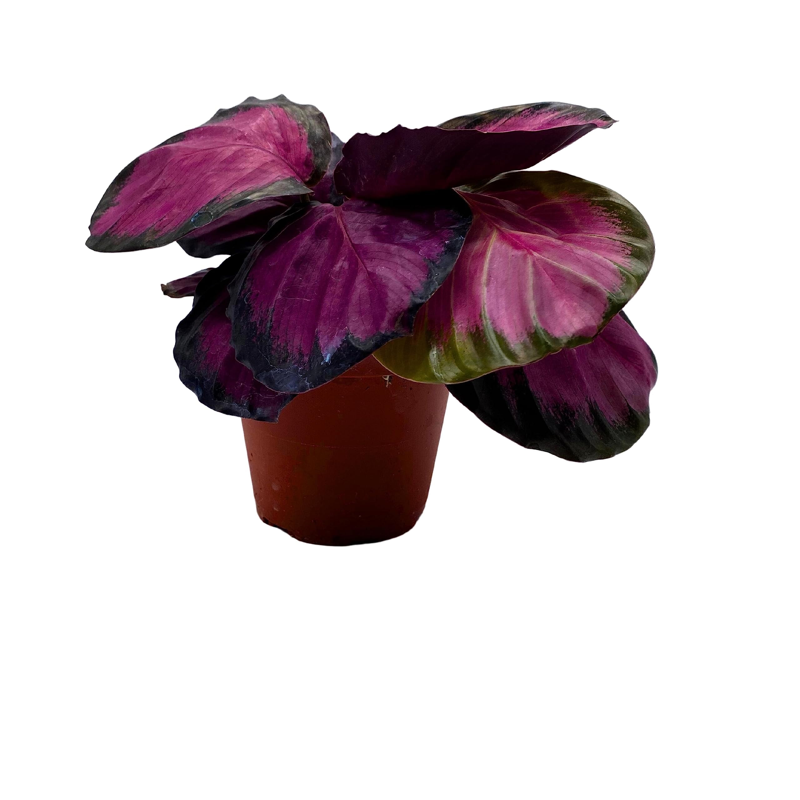 Pink star plant calathea