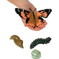 thumbnail image 2 of Insect Lore Cycle de Vie des Étapes Ensemble Complet Figurines d'Insectes, 2 of 6