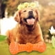 thumbnail image 5 of Juguete Masticable interactivo para perros Sunnimix Naranja 18x5cm, 5 of 8