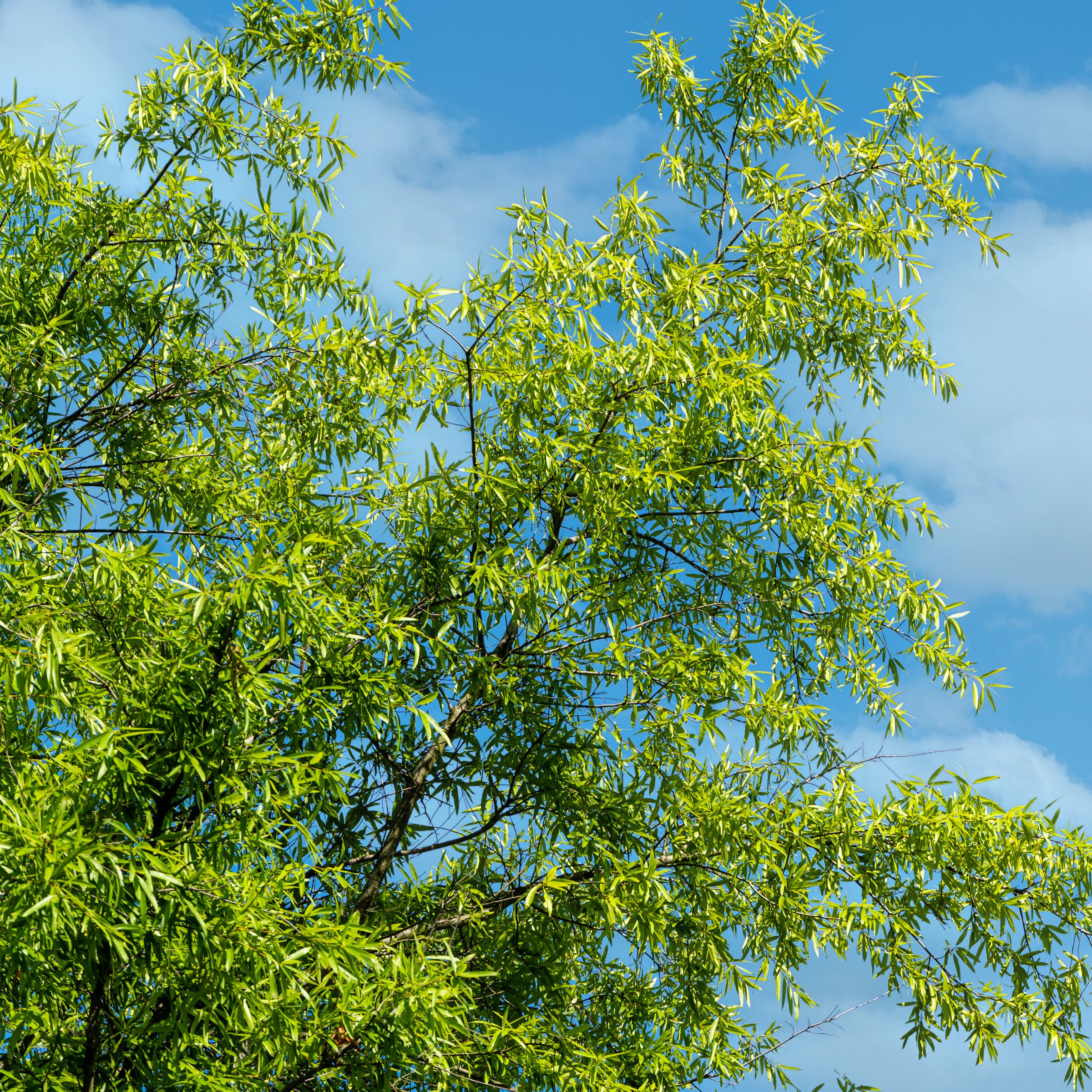 National Plant Network 3 gal Willow Oak Live Tree with Full Sunlight