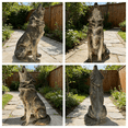 thumbnail image 5 of 29.72" Simulated Howling Wolf Garden Statue, Outdoor Sculpture, Animal Decor for Yard Porch Entryway Patio Living Room,Gray, 5 of 8