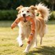 thumbnail image 1 of Juguete Realista para Perros con Forma de Salchicha: Juguete Interactivo con Sonido para Masticar, Ideal para La Dentición de Cachorros y para Disfrutar de Diversión Duradera En Interiores o Exterior, 1 of 6