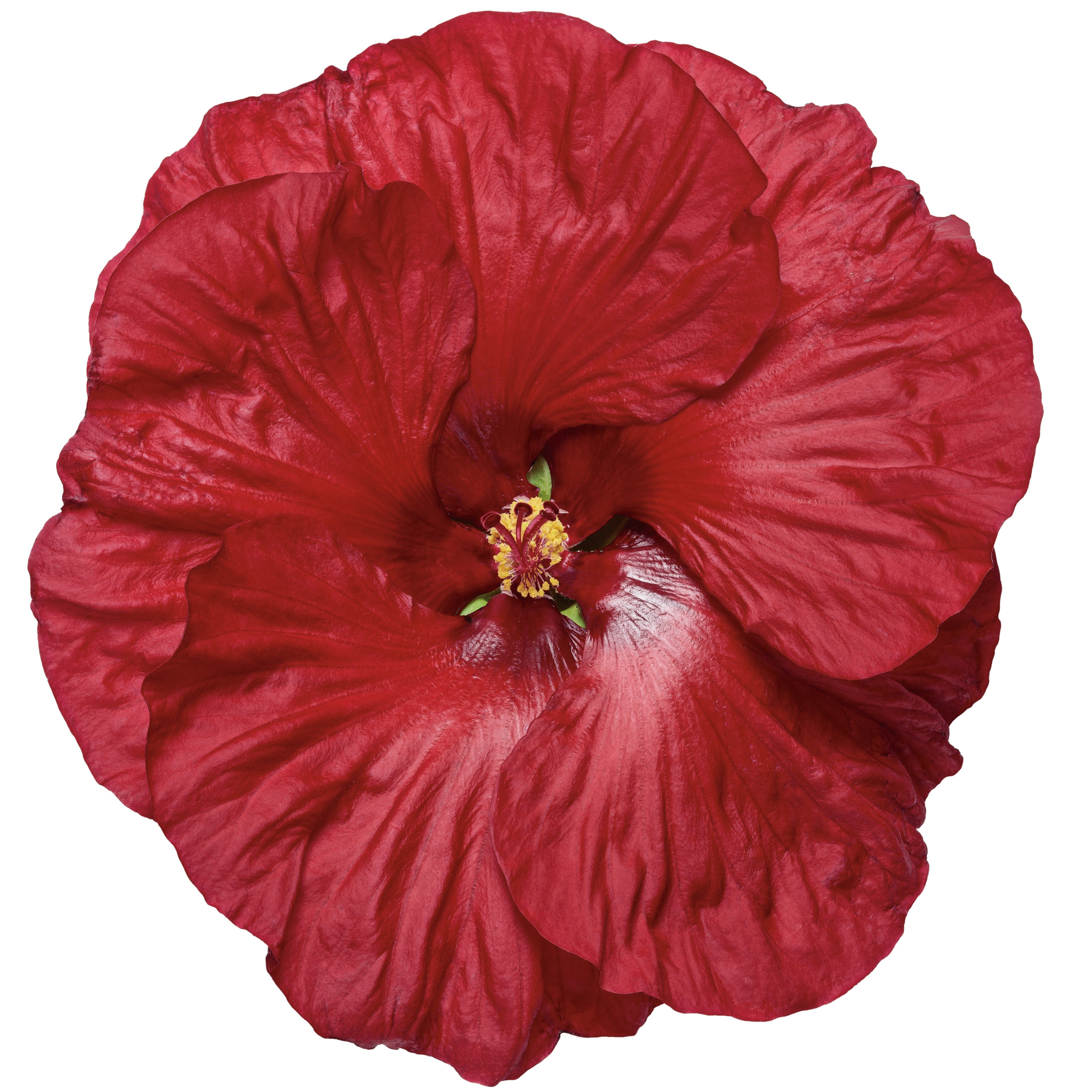 Proven Winners 18" Red Summerific 'Valentine's Crush' Rose Mallow Live Plant in 8.88" Pot