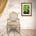 thumbnail image 3 of Horton, Janet 11x14 Gold Ornate Wood Framed with Double Matting Museum Art Print Titled - Issaquah-Washington State-USA Yaya carrots growing with tops showing, 3 of 4