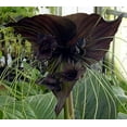 thumbnail image 4 of Rare Black Bat Plant -Tacca chanterii - Exotic Houseplant - 4" Pot, 4 of 4