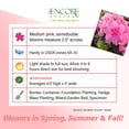 Encore Azalea Autumn Carnation Live Shrub in 2-Gallon Grower Pot ...