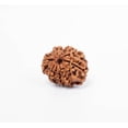 thumbnail image 4 of Navratan Gems Certified 8 Mukhi Nepali Rudraksha Bead For Men & Women | Natural Eight Face Rudraksha for Strength & Focus, 4 of 7
