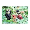 thumbnail image 4 of Standard Lightweight Garden Bird Netting 3/4" Mesh 200 feet X 14 feet Protect Plants Fruit Trees Bird Damage Repellent, 4 of 4