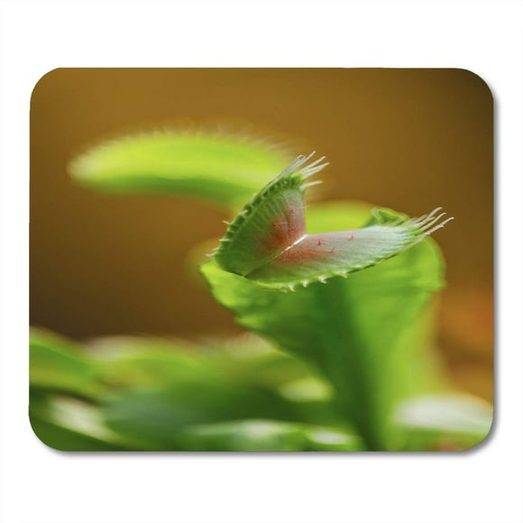 POGLIP Green Botanical Carnivorous Plant Dionaea Muscipula Close Up with Blurred Shallow Depth of Field White Mousepad Mouse Pad Mouse Mat 9x10 inch