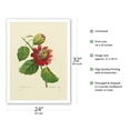thumbnail image 2 of Passion Flower (Passiflora incarnata) - Vintage Botanical Illustration by Pierre-Joseph Redouté c.1833 - Fine Art Matte Paper Print (Unframed) 24x32in, 2 of 4