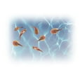 thumbnail image 4 of Smithsonian Micro Prehistoric Sea Monster Science Kit, 4 of 4