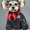 Black, variant on Dog Winter Coat Duck Down Jacket for Small Medium Dogs-Thicken Dog Coat Windbreaker Puppy Winter Clothes for Cold Weather Snowday (Black, XX-Large)