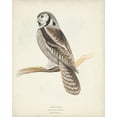 thumbnail image 2 of Meyer, H.L. 26x32 Gold Ornate Wood Framed with Double Matting Museum Art Print Titled - Canada Owl, 2 of 4