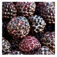 'Tahi' Black Raspberry Plant Thornless Black Raspberry Plants Live