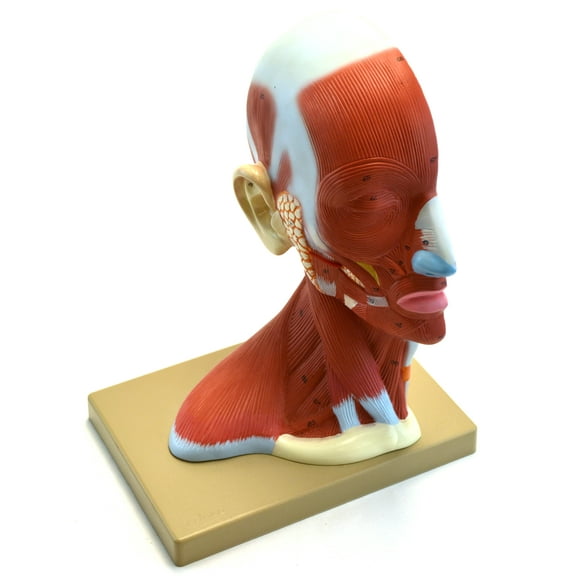 Eisco Labs Human Head Anatomical Model, Median Section, Life Size, Approx 12" Height