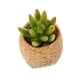 thumbnail image 2 of Adorno Hogar Artificial Flores Schlumbergera Punta Follaje para Oficina Casa de Colco Las plantas suculentas artificiales, 2 of 5