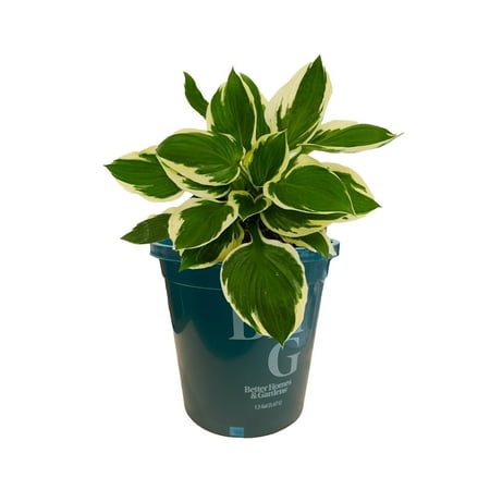 Better Homes & Gardens 2.5 Quart Multicolor Hosta Perennial Shade Outdoor Live Plants
