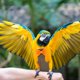 thumbnail image 4 of IDEANATEGRATE Traje Para Pájaros Color Café De Tela De Cómodo Y Para Protección Y Uso Diario, 4 of 6