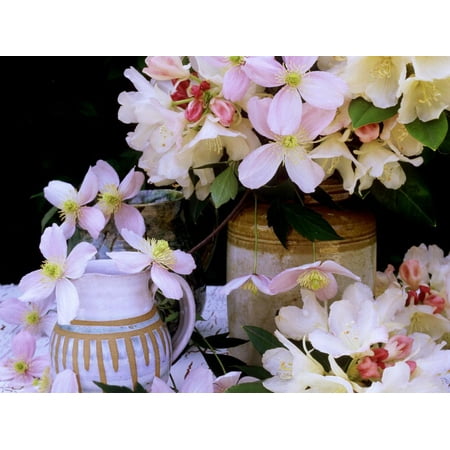 - Rhododendron Yak Hybrid Golden Torch