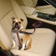 thumbnail image 4 of Cinturón de seguridad para perros, juego de 2 cinturones de seguridad ajustables para mascotas, arnés de seguridad para perros, correa de viaje para gatos para vehículos, longitud, 4 of 5
