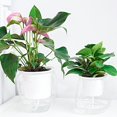 thumbnail image 4 of ruhuadgb Flowerpot Self Watering Practical Plastic Transparent Plant Pot for Home,Small, 4 of 8