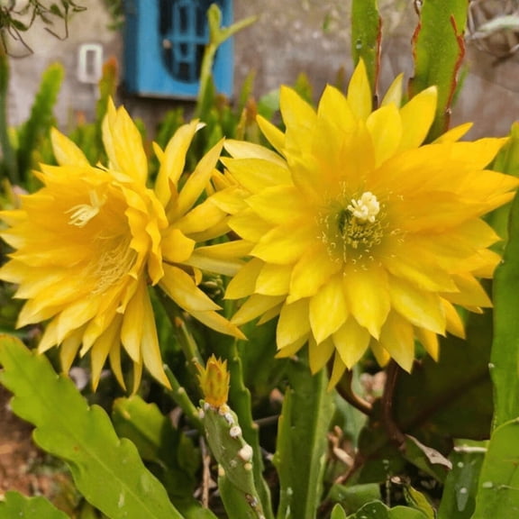 Epiphyllum Plant Live, Potted Yellow Epiphyllum Orchid Cactus Seedling, 4 Inches Pot, Vibrant Yellow Bloom, Epiphyllum Plant for Indoor Outdoor Growing
