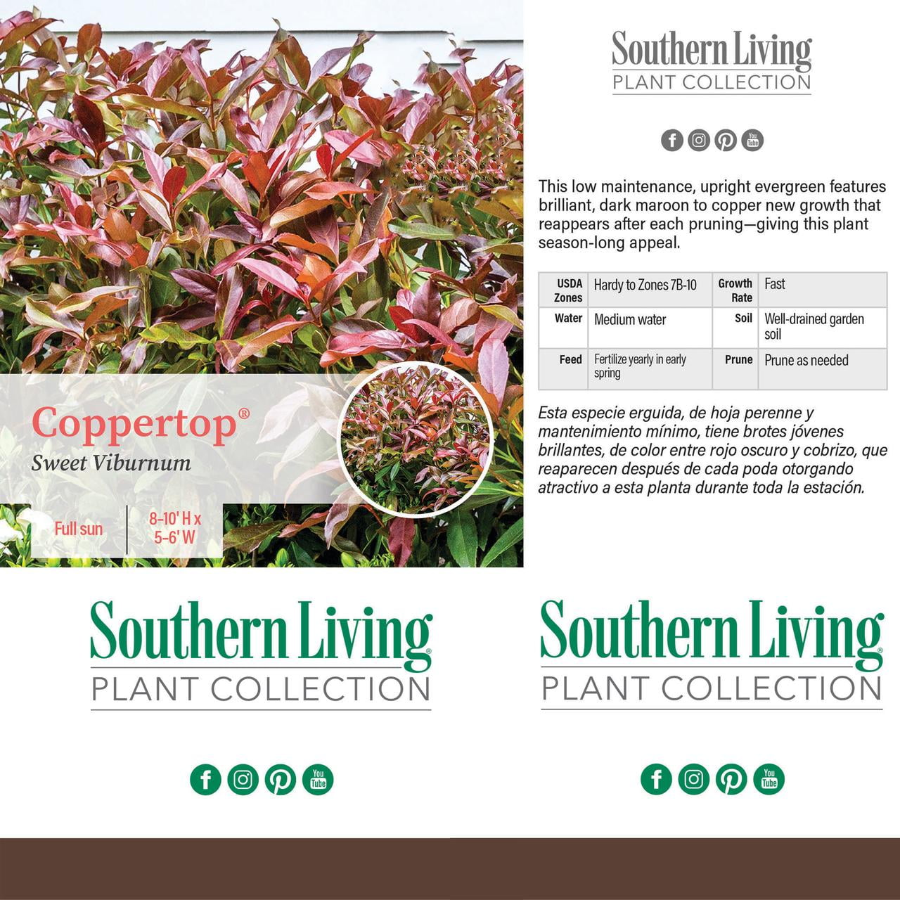 Southern Living Viburnum Copper Top Live Shrub in 2-Gallon Grower Pot