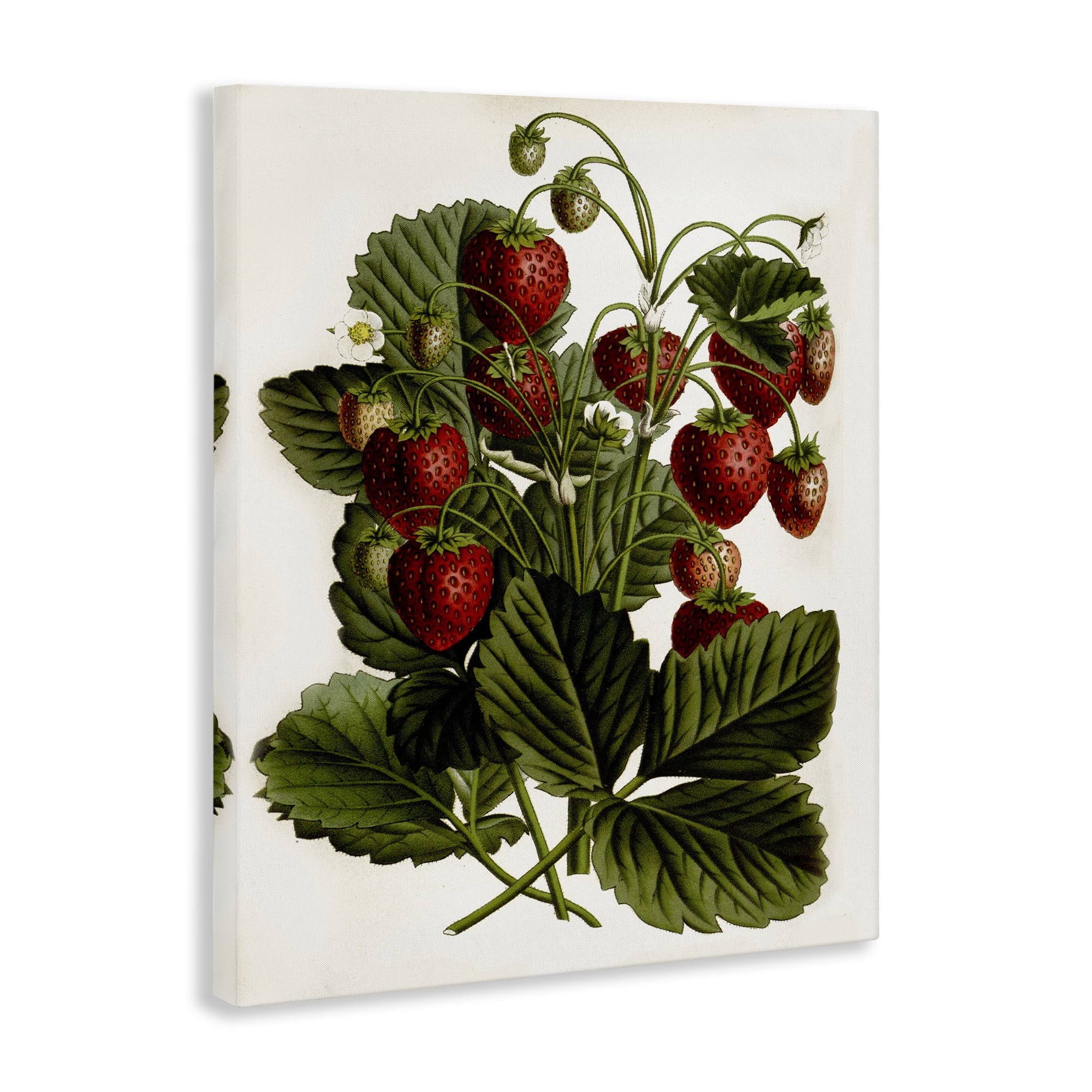 Stupell Industries Strawberry Plant Study Food & Beverage Painting Gallery Wrapped Canvas Art Print Wall Art, 24 x 30