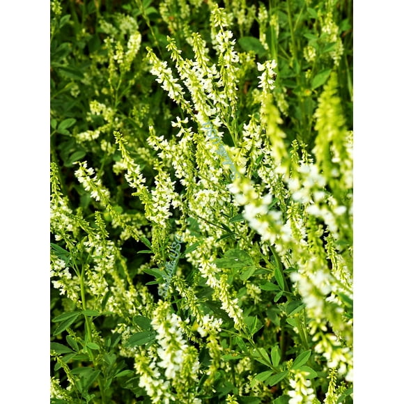 1500 WHITE Blossom SWEET CLOVER Melilotus Officinalis Alba Albus Sweetclover Honey Clover Flower Seeds