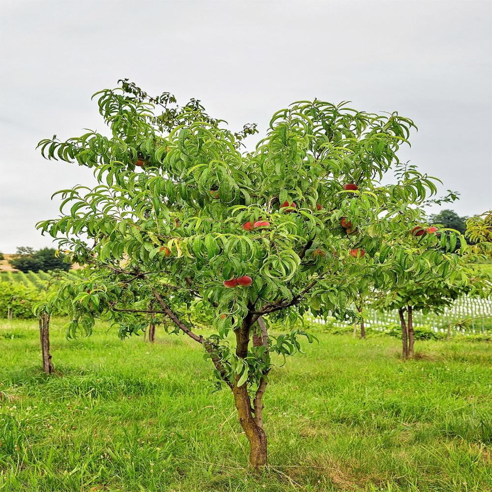 Expert Gardener 1-2 ft. tall June Red Peach Live Tree in 1-Gallon Grower Pot