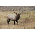 thumbnail image 2 of Jones, Adam 32x23 Gold Ornate Wood Framed with Double Matting Museum Art Print Titled - Bull elk or wapiti in meadow-Yellowstone National Park-Wyoming, 2 of 4