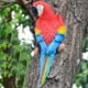 thumbnail image 3 of Adorno colgante Toystoory estatua decorativa Rojo HA076836-01, 3 of 6