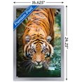 thumbnail image 2 of Tigre - Eau, 2 of 4