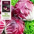 thumbnail image 4 of 2 Packs Palla Rossa Chicory Seed - Non-GMO Heirloom Perennial Full Sun Vegetable, 4 of 8